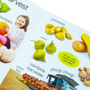 My First Seasons: Let's Learn About the Year! (DK My First Tabbed Board Book)